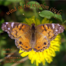 Anderman: Robbie: Booklet 1 Cover